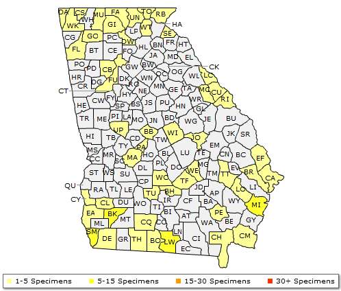 The range of Ilex ambigua